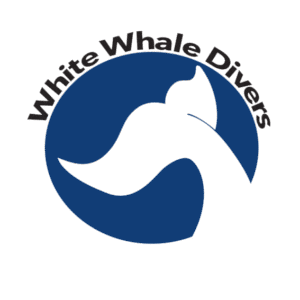 Diving Hurgahda - White whale Divers